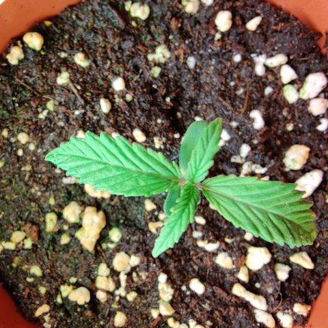 Arjan's Haze #3 growlog photo: Day 8
