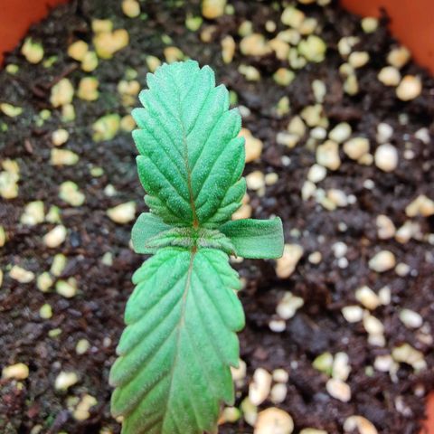 Super Lemon Haze growlog photo: Day 8
