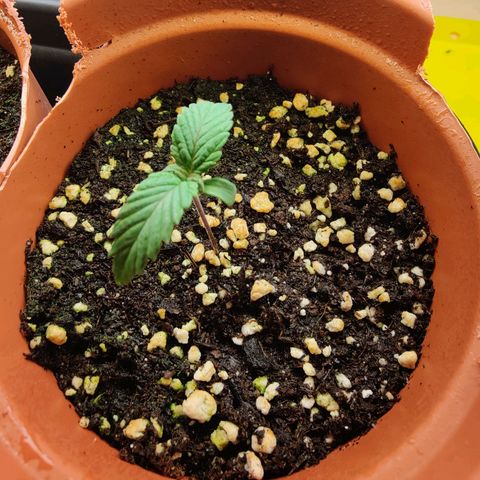 Super Lemon Haze growlog photo: Day 8