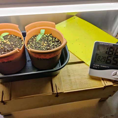 Arjan's Haze #3 growlog photo: Installed Temp and RH meter - 18.6degrees 65% humidity