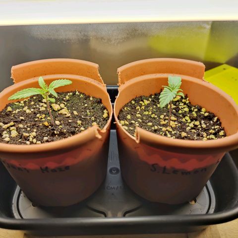 Arjan's Haze #3 growlog photo: Installed Temp and RH meter - 18.6degrees 65% humidity