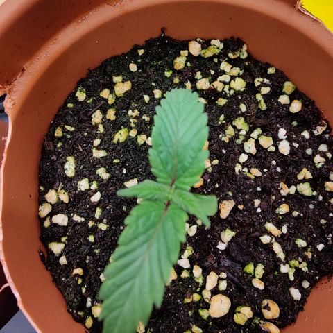 Arjan's Haze #3 growlog photo: Installed new led lighting