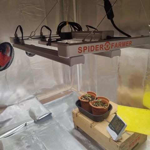 Arjan's Haze #3 growlog photo: Spider farmer SE30001