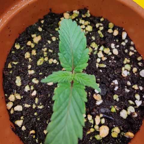 Arjan's Haze #3 growlog photo: Day 12...week 2