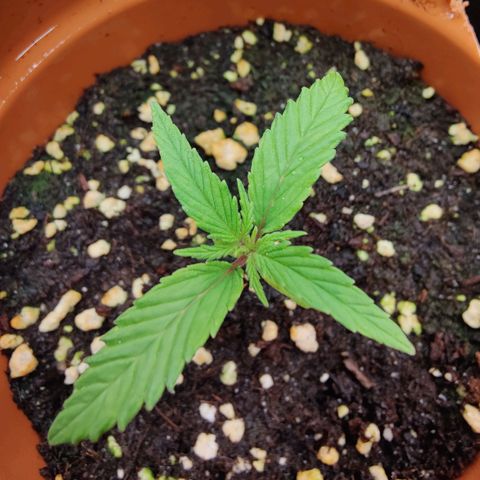 Arjan's Haze #3 growlog photo: Day 12...week 2