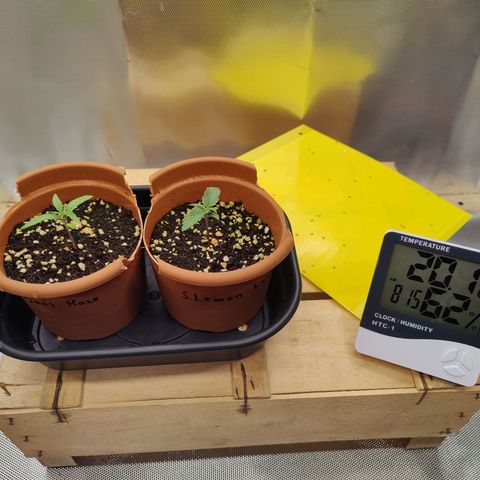 Arjan's Haze #3 growlog photo: Day 12...week 2