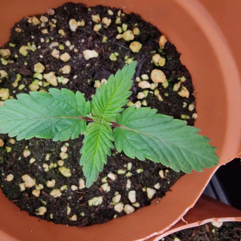 Super Lemon Haze growlog photo: Day 13 afternoon
