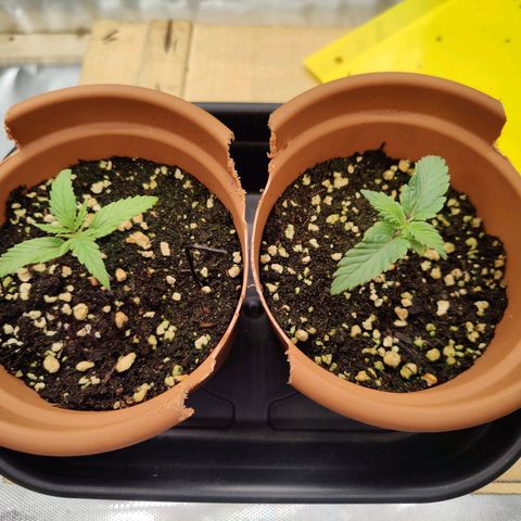 Super Lemon Haze growlog photo: Day 13 afternoon