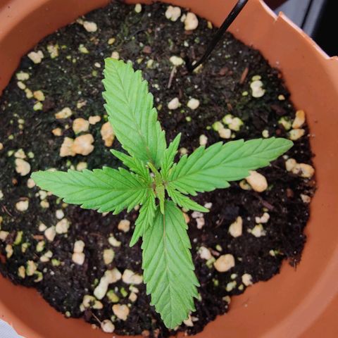 Arjan's Haze #3 growlog photo: Day 13 afternoon 