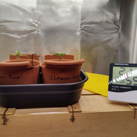 Arjan's Haze #3 growlog photo: Day 13 afternoon 