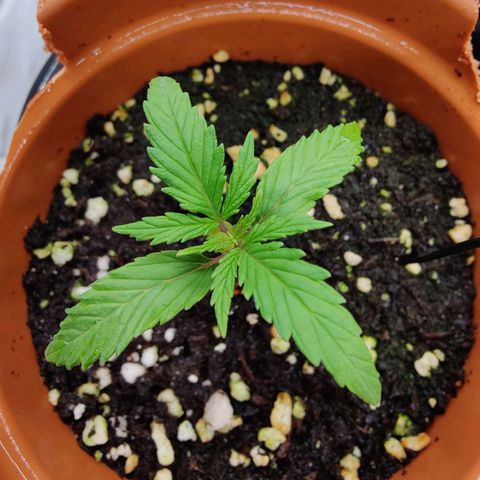 Arjan's Haze #3 growlog photo: Afternoon Day 14