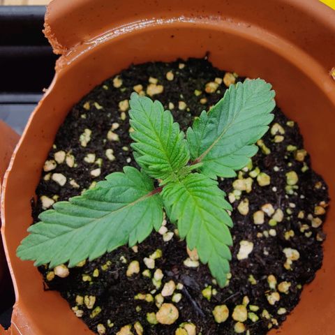Super Lemon Haze growlog photo: Day 14 afternoon