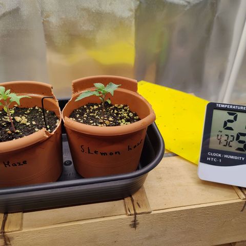 Arjan's Haze #3 growlog photo: Temp went 1°C up
RH went down by 10% - 55%
