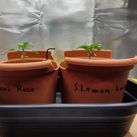 Arjan's Haze #3 growlog photo: Temp went 1°C up
RH went down by 10% - 55%
