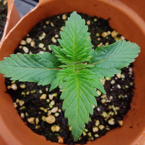 Super Lemon Haze growlog photo: Day 15 afternoon