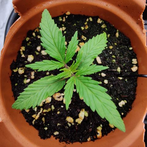 Arjan's Haze #3 growlog photo: Day 15 afternoon