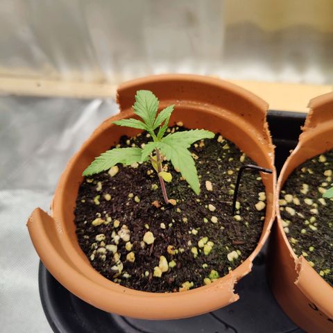 Arjan's Haze #3 growlog photo: Day 15 evening - Grew the middle leaves taller in just few hours