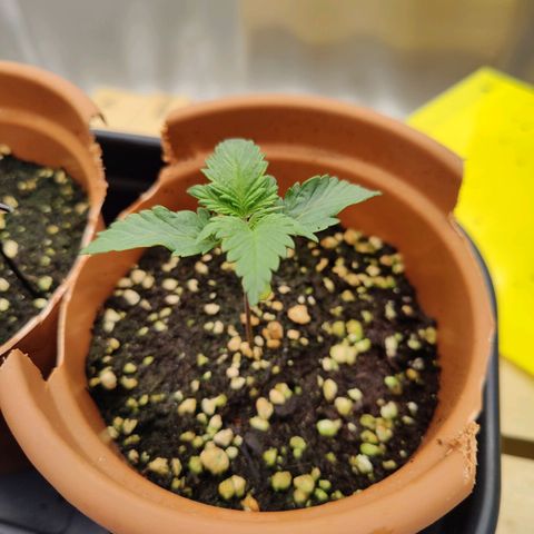 Super Lemon Haze growlog photo: Day 15 evening 