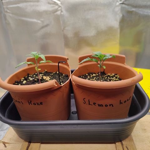 Arjan's Haze #3 growlog photo: Aryan's always growing faster by a bit. 1.5cm