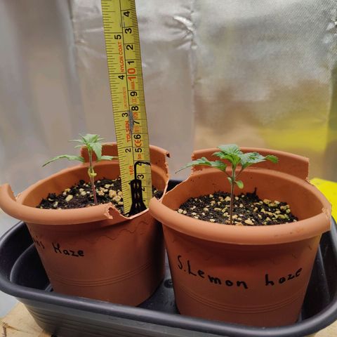 Arjan's Haze #3 growlog photo: Aryan's always growing faster by a bit. 1.5cm