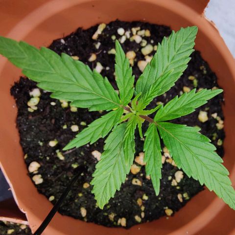 Arjan's Haze #3 growlog photo: Day 16 morning - New middle leaves got bit bigger 