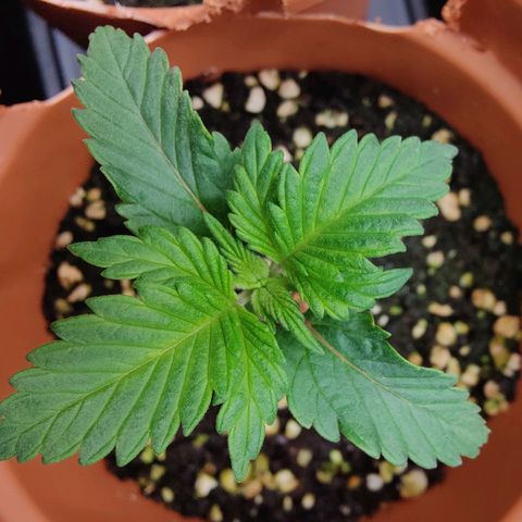 Super Lemon Haze growlog photo: Day 16 morning