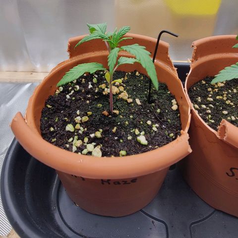 Arjan's Haze #3 growlog photo: Almost same height as yesterday but new leaves grew longer