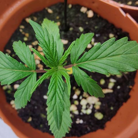 Arjan's Haze #3 growlog photo: Almost same height as yesterday but new leaves grew longer