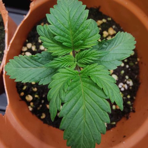 Super Lemon Haze growlog photo: Reached other plant in height and also new leaves gre longer