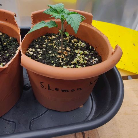 Super Lemon Haze growlog photo: Reached other plant in height and also new leaves gre longer