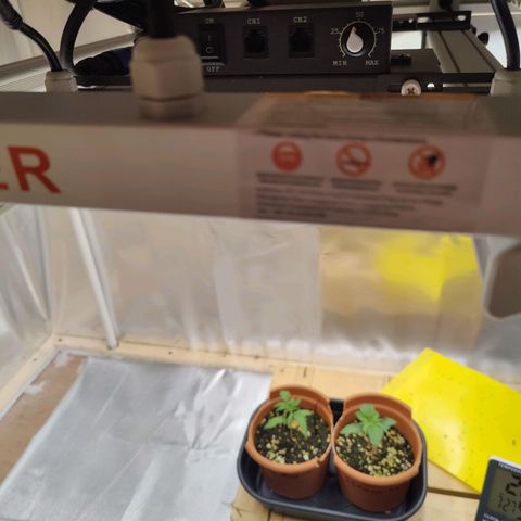 Arjan's Haze #3 growlog photo: Increased light to 50% power now and also put lights slightly up at 14''