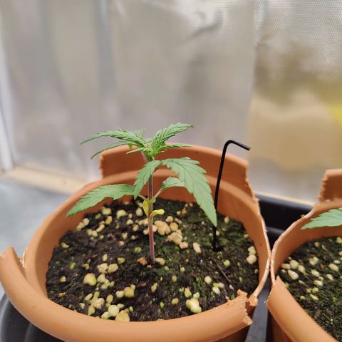 Arjan's Haze #3 growlog photo: Always getting the leaves slightly bigger..
Nodes coming oit daily. 