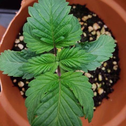 Super Lemon Haze growlog photo: Fat nice lady.. Now always getting bigger too.
Reached her friend in height too1