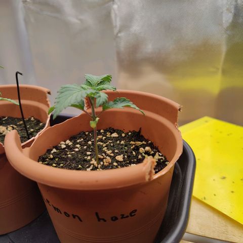 Super Lemon Haze growlog photo: Fat nice lady.. Now always getting bigger too.
Reached her friend in height too1