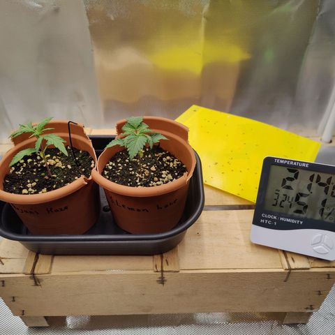 Arjan's Haze #3 growlog photo: Temp steady above 21°C now last 5days
RH went down again to 51%
All in all, nice colour and growth! 