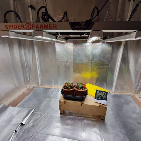 Arjan's Haze #3 growlog photo: Temp steady above 21°C now last 5days
RH went down again to 51%
All in all, nice colour and growth! 