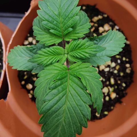 Super Lemon Haze growlog timeline photo