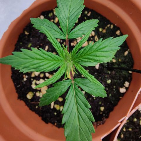 Arjan's Haze #3 growlog timeline photo