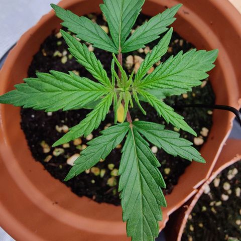 Arjan's Haze #3 growlog photo: Second set of true leaves fully formed.
Next weekend will repot in 25 litres pot. 