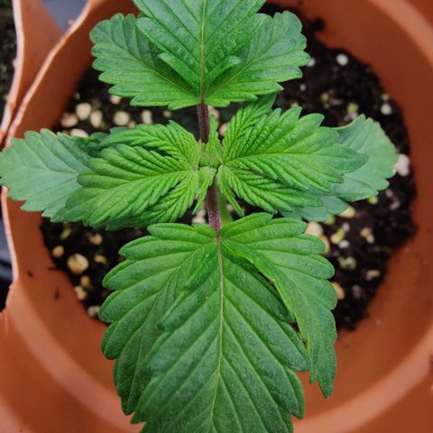 Super Lemon Haze growlog photo: Second set of true leaves fully formed.
Next weekend will repot in 25 litres pot. 