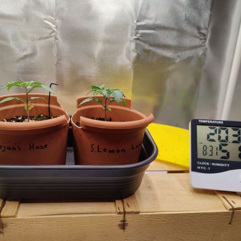 Arjan's Haze #3 growlog photo: Morning photos... Temo went up in the afternoon to 22°C