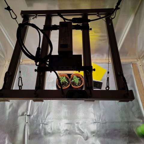 Arjan's Haze #3 growlog photo: Morning photos... Temo went up in the afternoon to 22°C