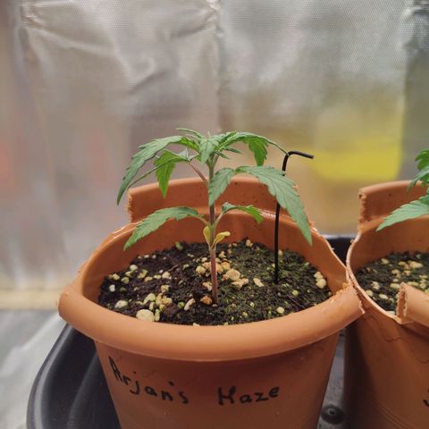 Arjan's Haze #3 growlog photo: Now at around 8cm... Finally grewbtaller and also leaves are bigger today. 