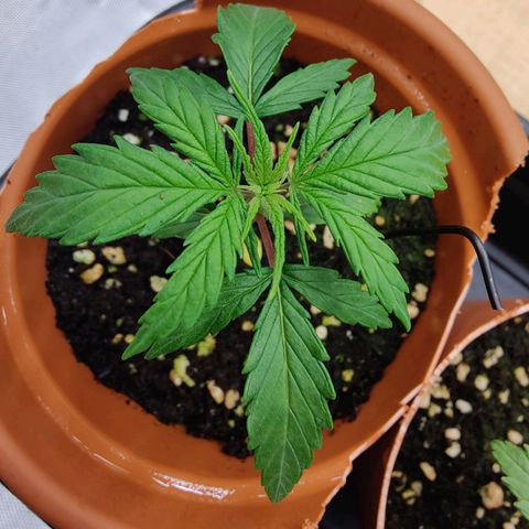 Arjan's Haze #3 growlog photo: Now at around 8cm... Finally grewbtaller and also leaves are bigger today. 