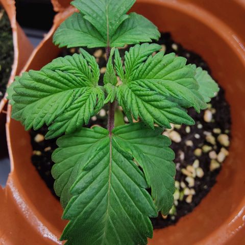 Super Lemon Haze growlog photo: My fat lady! Love it.. Grew fatter leaves.
Training slightly every day the leaves down as they overlap on the new growth. (photo after tucking leaves down) 