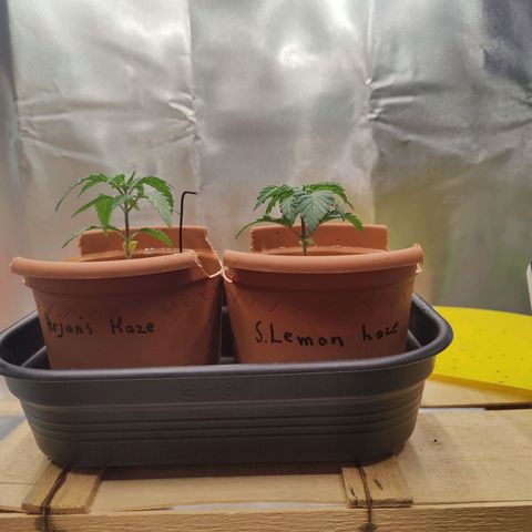 Arjan's Haze #3 growlog photo: Both at almost same height.. Around 8cm..