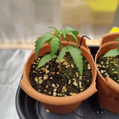 Arjan's Haze #3 growlog photo: Found them droopy, checked the soil and was bone dry.
Mixed new Vega 1.5 with 500ml water and watered with jug for 1st time. 