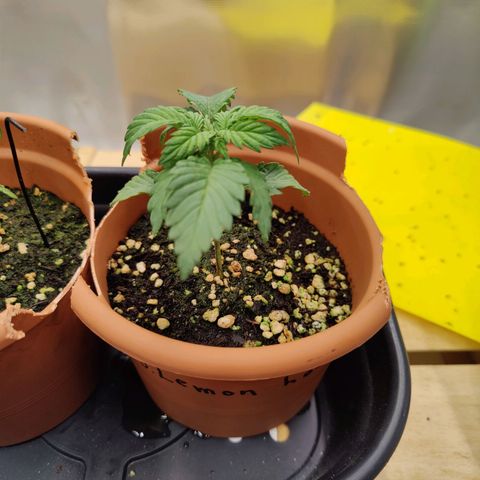Super Lemon Haze growlog photo: Found them droopy, checked the soil and was bone dry.
Mixed new Vega 1.5 with 500ml water and watered with jug for 1st time. 