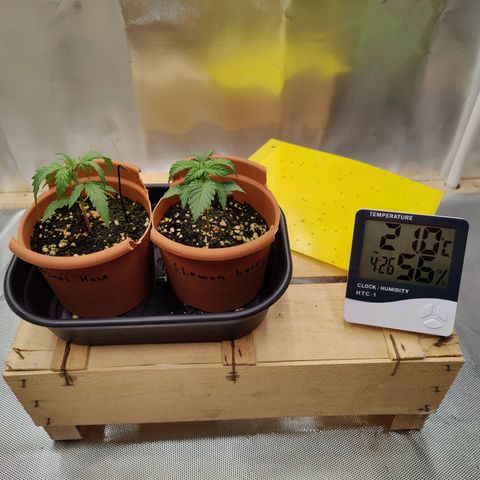 Arjan's Haze #3 growlog photo: 1st time found droopy.. Didn't have time to water sooner and soil was bone dry.
Mixed and watered.. Photo after watering them.. 
