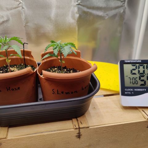 Arjan's Haze #3 growlog photo: Morning photo.